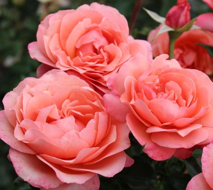 Роза флорибунда Корал Лайонс Роуз штамб 80